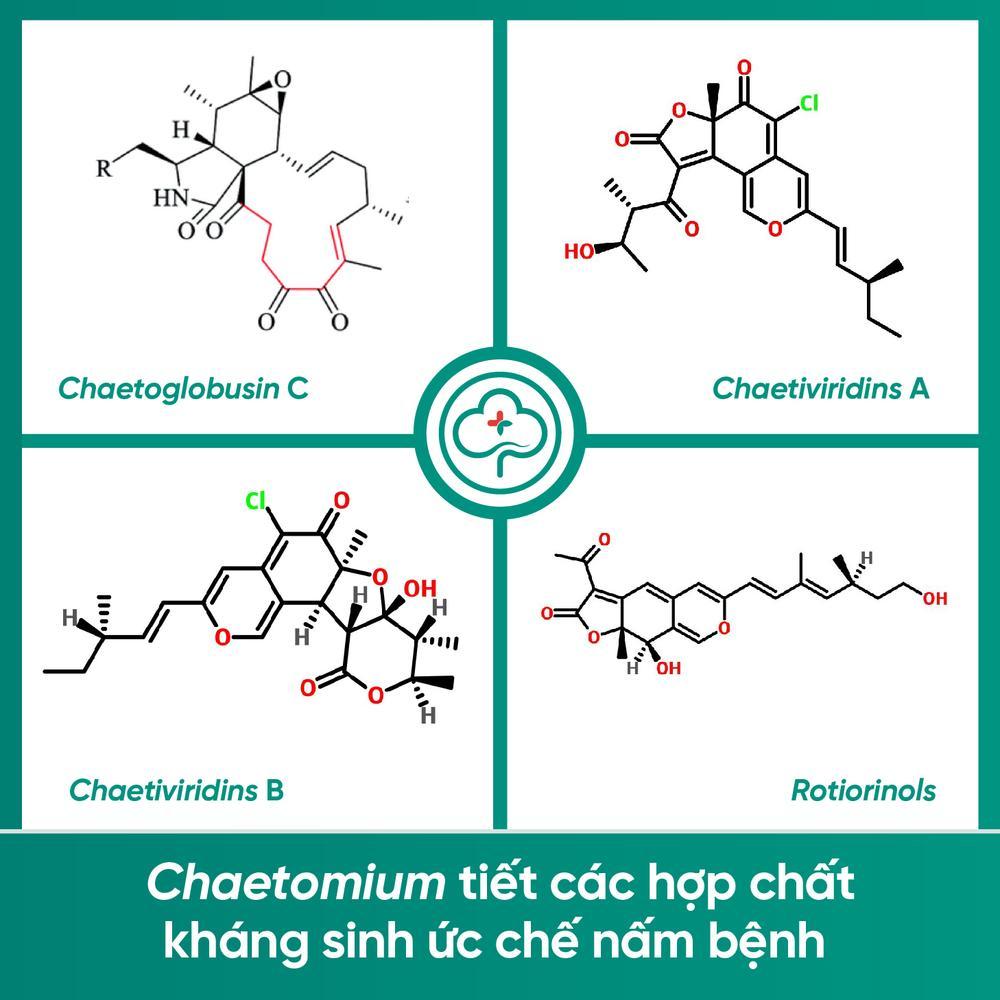 Hoạt chất kháng sinh từ Nấm Chaetomium